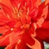 4 Najopasnije bolesti dahlias