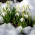 Snowman snjegović cvijet - prvi glasnik proljeća