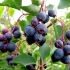 Irga korisna svojstva i kontraindikacijske recepte irg berry za zimu