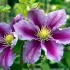 Clematis pyel