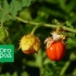 Thorny tomato lica - podignite u srednjoj traci