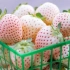 Najbolje sorte bijelih jagoda - molim djecu sa neobičnim bobicama