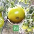 Najbolje sorte zelene rajčice 2019. Godine, prema našim čitateljima