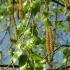 Bubrezi breze terapijskih svojstava i kontraindikacijskog recepata za prijavu