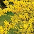 Reprodukcija forsythia