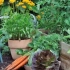 Mješovita slijetanja: odaberite najbolje susjede za biljke