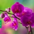 Struktura orhideja - samo o kompleksu