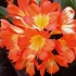 Clivia briga kod kuće