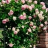 U vodećim ulogama vrtnog sastava - penjanje ruža