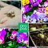 Viola iz sjemenki - sve o uzgoju sadnica, sadnja i ostavljajući otvorene zemlje