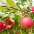 Cijela istina o zimskoj stablima jabuka