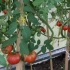 Visina paradajza: ne birajte, ali prilagodite se
