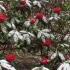 Zimska-saty rhododendrons - 10 najljepših sorti sa fotografijom i opisom